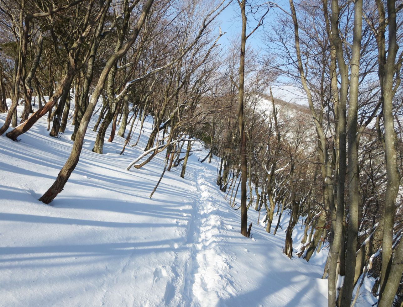 卒業旅行に最適なスキーツアー